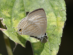 Jamides celeno celeno