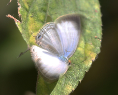 Jamides celeno celeno