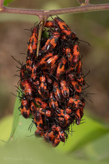 Oncopeltus nigriceps