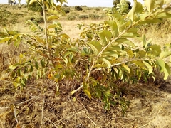 Annona senegalensis