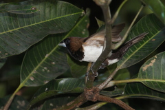 Lonchura leucogastroides