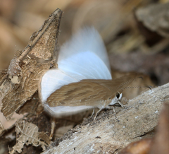 Jamides celeno celeno