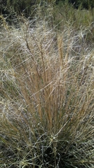 Elymus longifolius