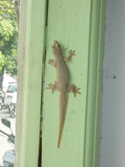 Hemidactylus platyurus