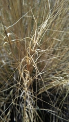 Elymus longifolius