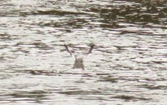 Mergus merganser americanus