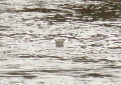 Mergus merganser americanus
