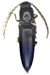 Dicrepidius corvinus