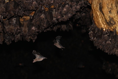 Rousettus amplexicaudatus