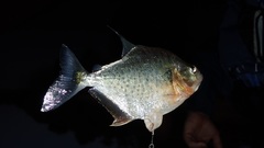 Acnodon oligacanthus