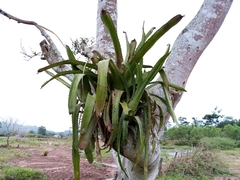 Aechmea bracteata