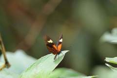 Heliconius melpomene