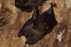 Rousettus amplexicaudatus