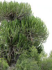 Euphorbia confinalis