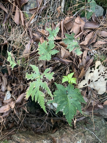 Image of Doryopteris concolor by (c) 呂一起(Lu i-chi), some rights reserved (CC BY)