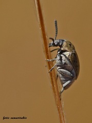 Bruchidius olivaceus