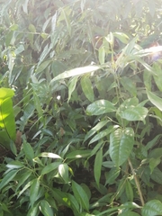 Melicope pteleifolia