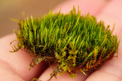 Flexitrichum flexicaule