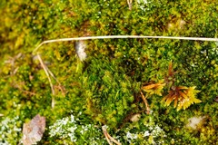 Flexitrichum flexicaule