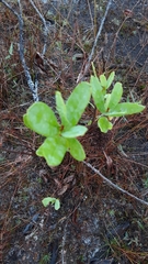 Asimina reticulata