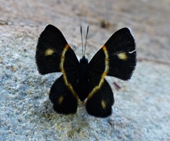 Parcella amarynthina