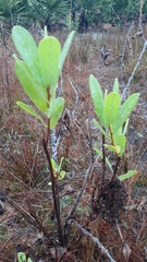 Asimina reticulata