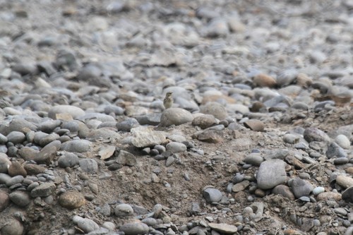 Peruvian Pipit (Anthus peruvianus), photo 10