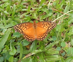 Euptoieta hegesia