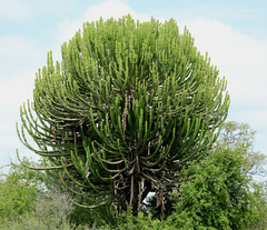 Euphorbia confinalis