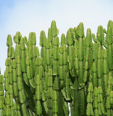 Euphorbia confinalis