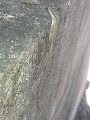 Anolis wellbornae