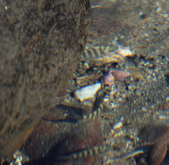 Abudefduf declivifrons