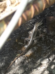 Anolis wellbornae