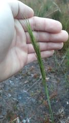 Aristida spiciformis
