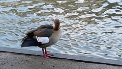 Alopochen aegyptiaca