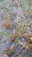 Aristida spiciformis