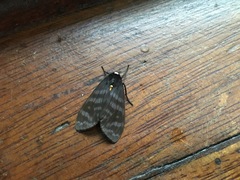 Pachydota