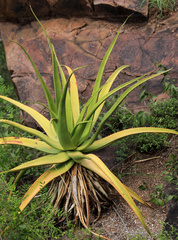 Aloe spicata