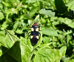 Oncopeltus bergianus