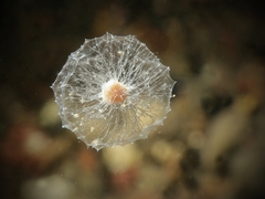 Oceanapia sagittaria