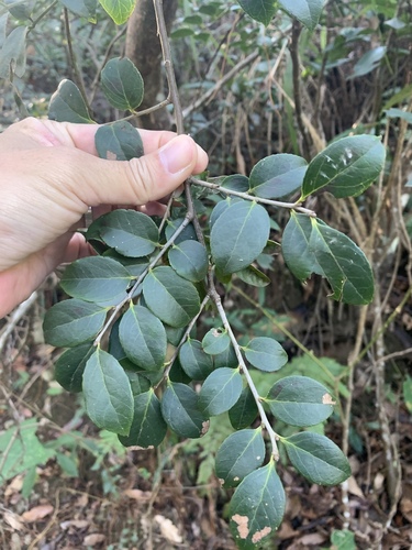Sea bilberry (Vaccinium bracteatum)