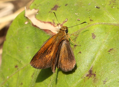 Iambrix salsala luteipalpis