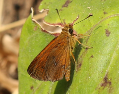 Iambrix salsala luteipalpis