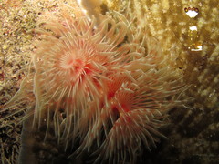 Protula bispiralis
