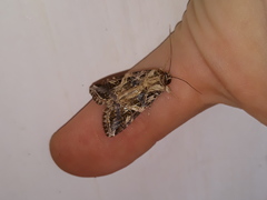 Spodoptera littoralis