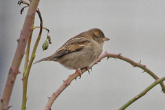 Passer domesticus
