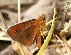 Iambrix salsala luteipalpis