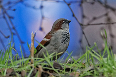 Passer domesticus
