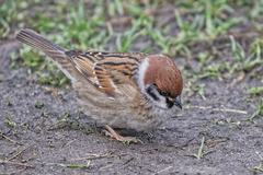 Passer montanus