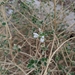 Otostegia fruticosa - Photo (c) Dariia Borovyk, algunos derechos reservados (CC BY-NC), subido por Dariia Borovyk